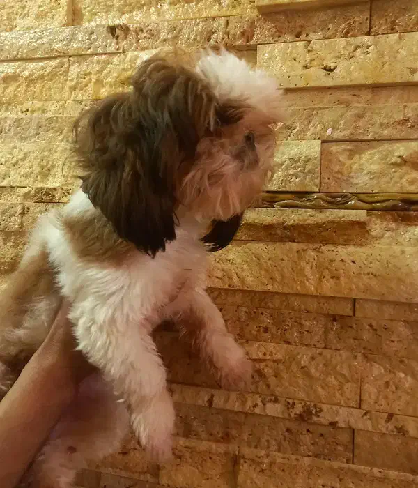 شیتزو ماده -  صورتش سوپر فلت -  با قیمت مناسب|سگ|پردیس, فاز ۳|دیوار