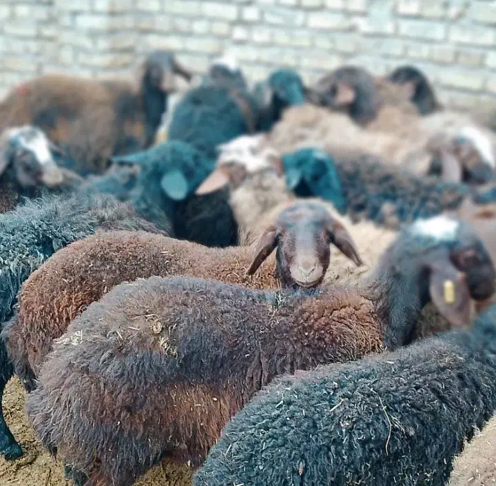 ۱۷ راس بره همه نر،اصیل مناسب نگهداری|حیوانات مزرعه|دشتابی, |دیوار