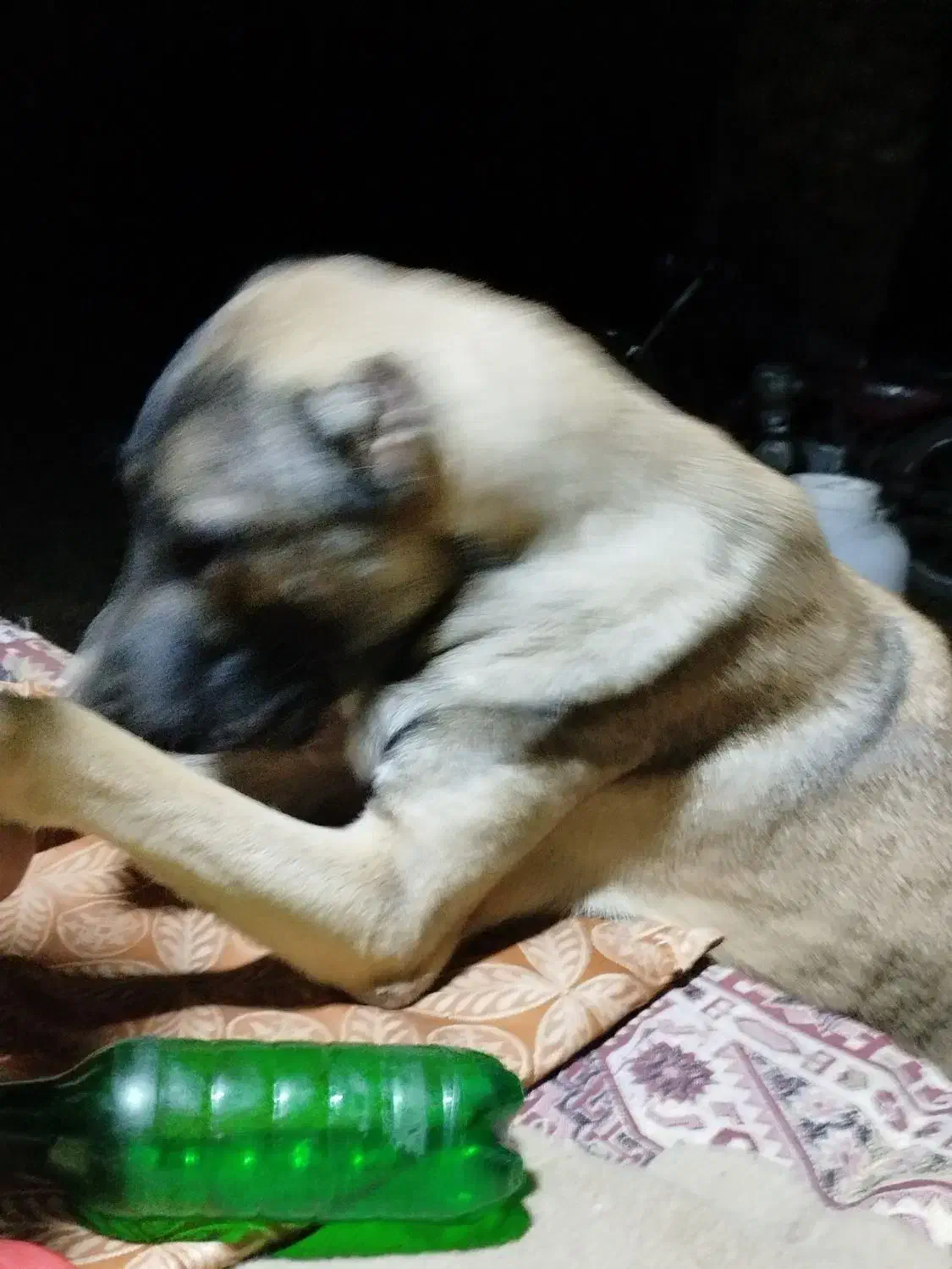 سگ سراب اصل|سگ|بم, |دیوار