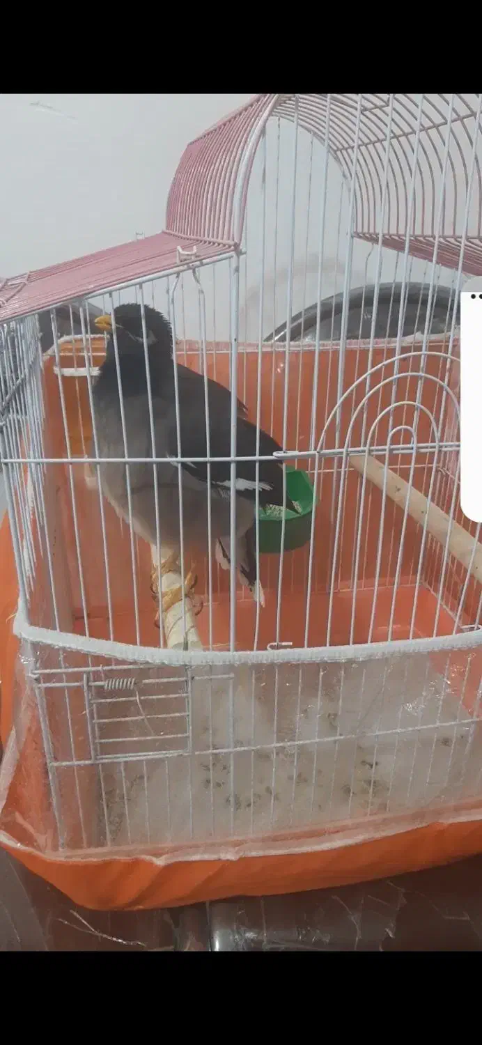 مرغ مینا|پرنده|اردبیل, |دیوار