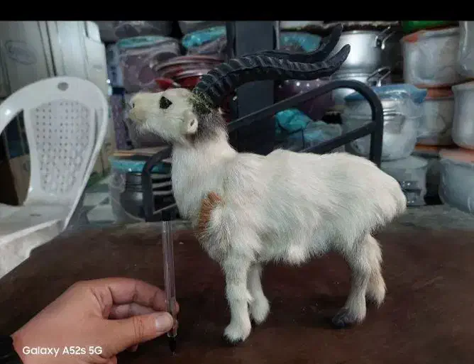 بز مصنوئی دست ساز|صنایع دستی و سایر لوازم تزئینی|تهران, سازمان برنامه جنوبی|دیوار