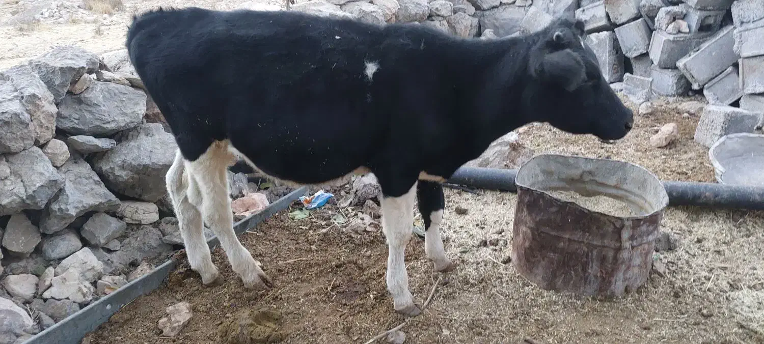 گوساله نر ۹ماهه|حیوانات مزرعه|بازفت, |دیوار