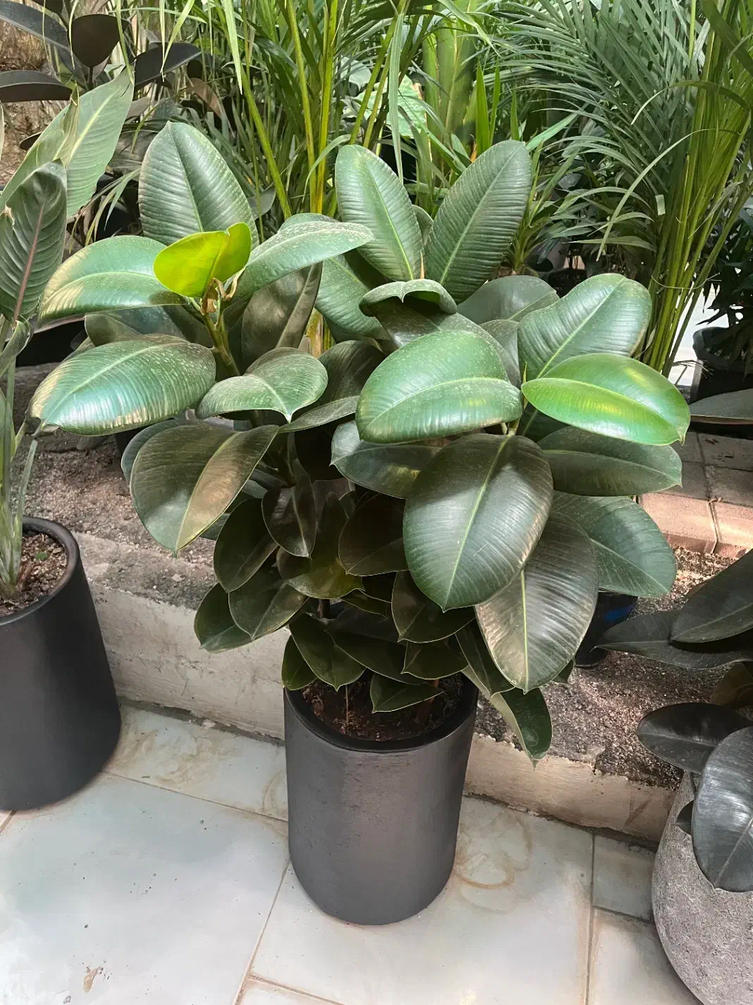 گلدون فلز ، گل و گیاه آپارتمانی|گل و گیاه طبیعی|شاندیز, |دیوار