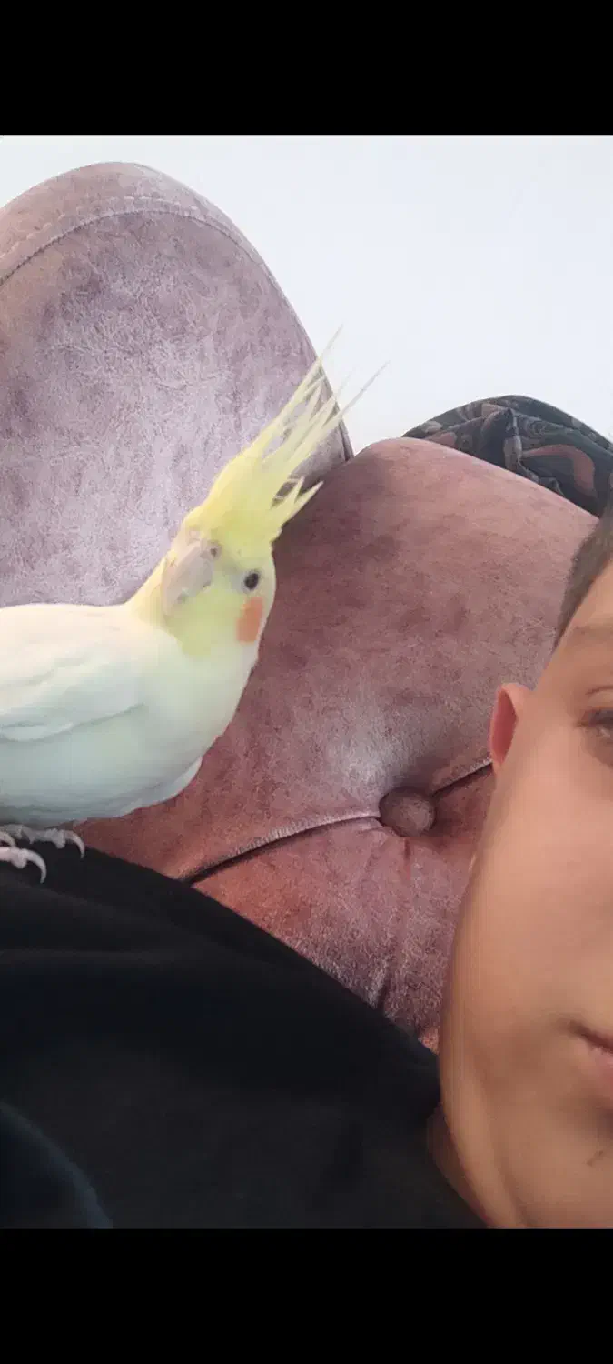 عروس هلندی گم شده|پرنده|کاشان, لتحر|دیوار