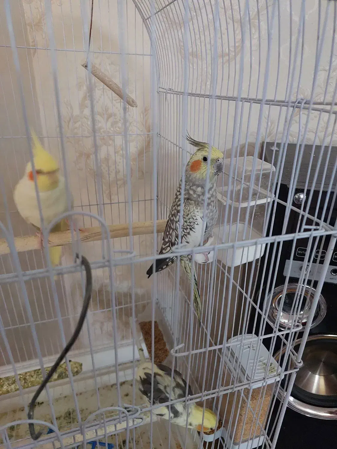 عروس هلندی با قفس|پرنده|تفت, |دیوار