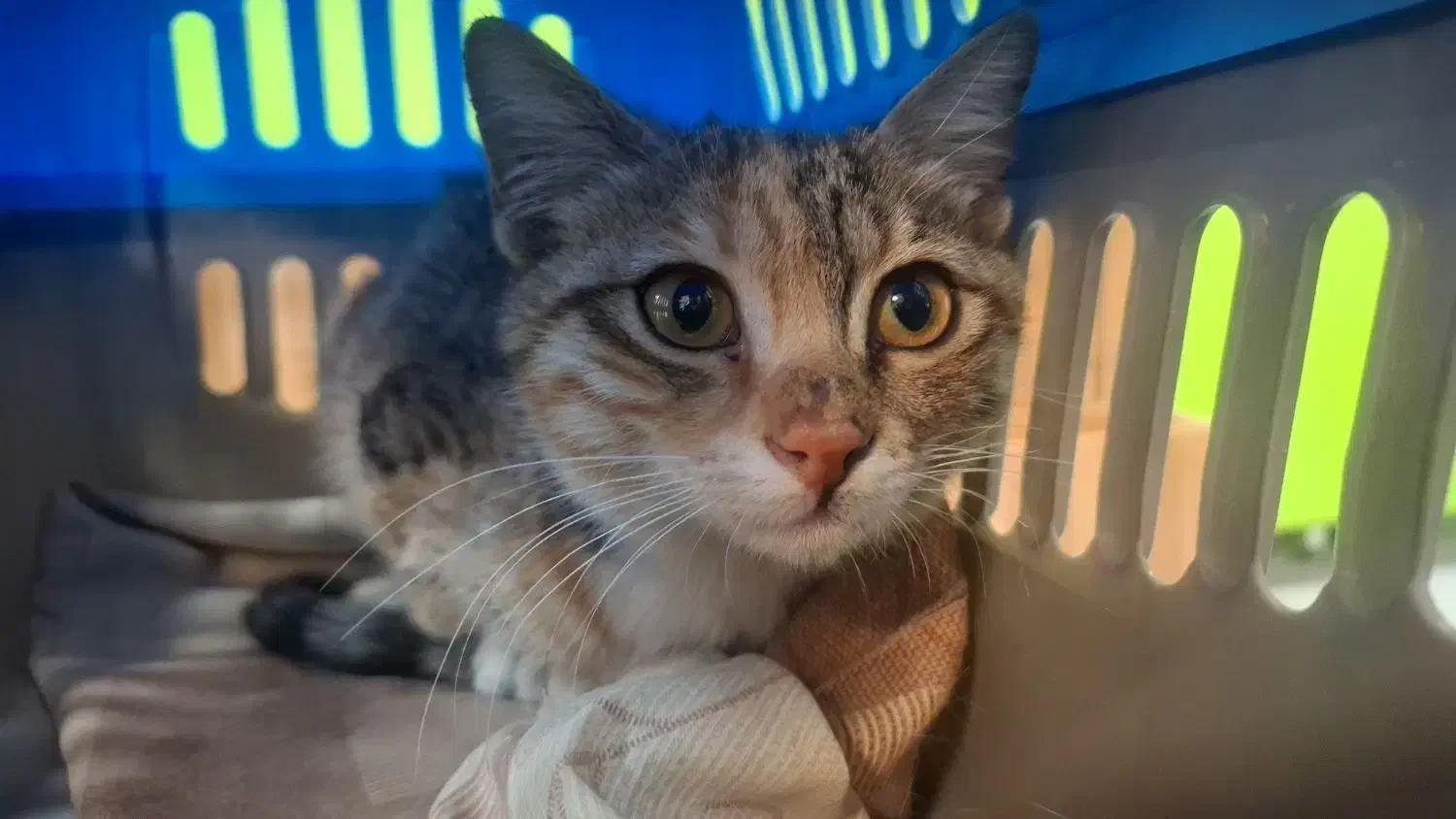 واگذاری گربه DSH|گربه|تهران, جمال‌زاده|دیوار