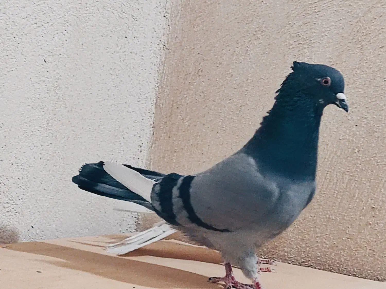 کفتر هم نقش هم پرش|پرنده|بهارستان, |دیوار