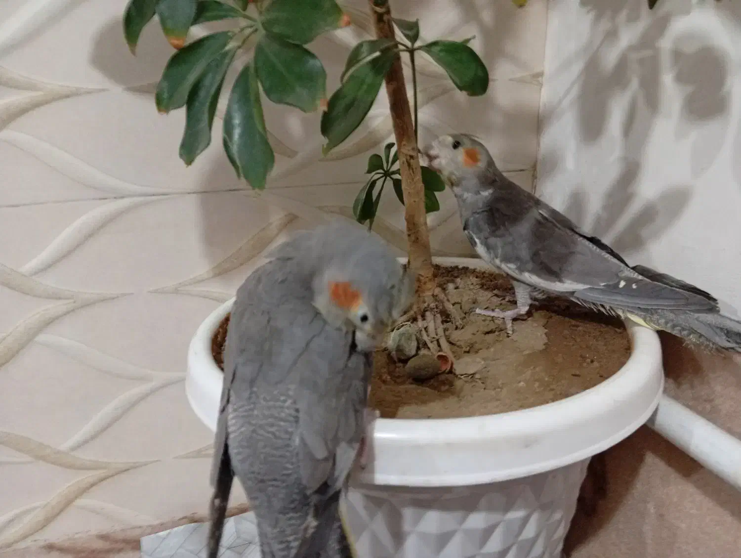 طوطی|پرنده|فیرورق, |دیوار