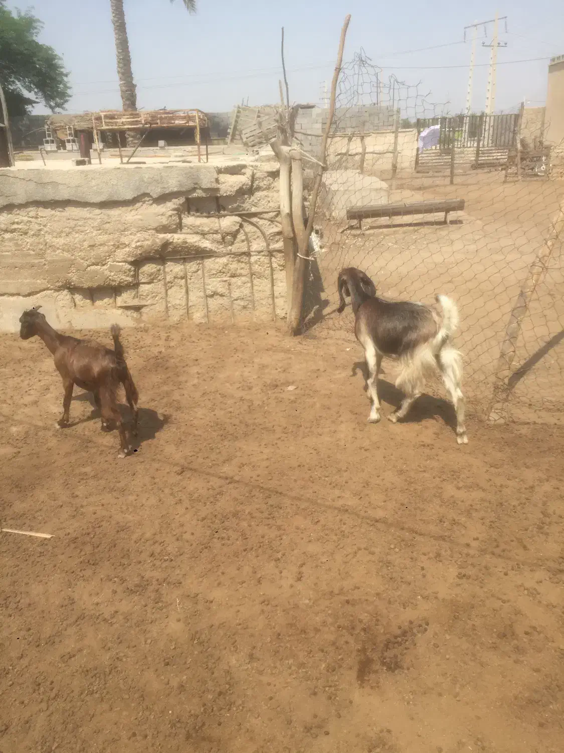 بز آبستن با تیشترش و بوقلمون|حیوانات مزرعه|آبپخش, |دیوار