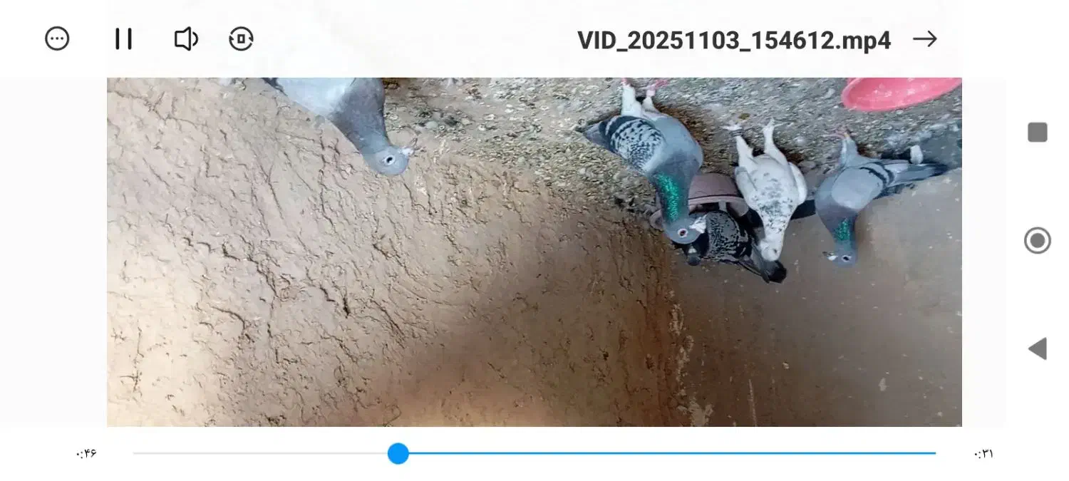 کبوتر پرشی المانی پلاکی|پرنده|کاشمر, |دیوار