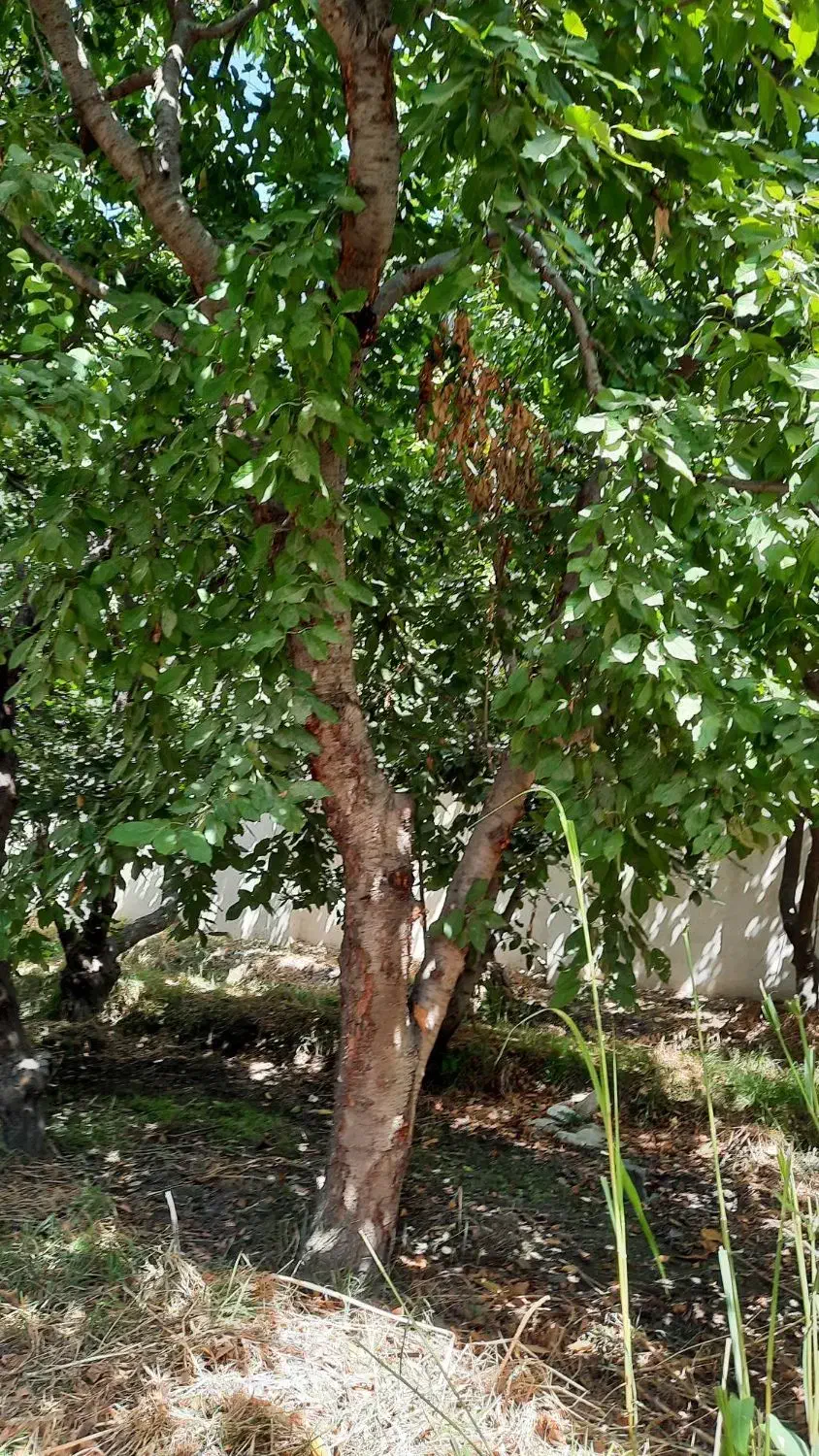 ۱۰۰۰ متر باغ با امکانات شهری میدان نماز شهریار|فروش خانه و ویلا|شهریار, شهرک نماز (دینار آباد)|دیوار