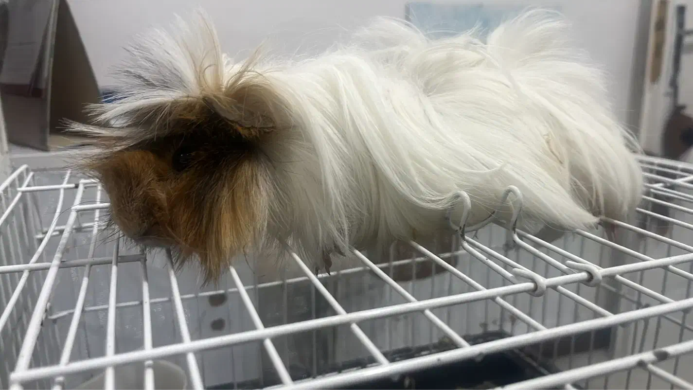 خوکچه هندی نر بالغ|موش و خرگوش|محمدشهر, محمدشهر|دیوار