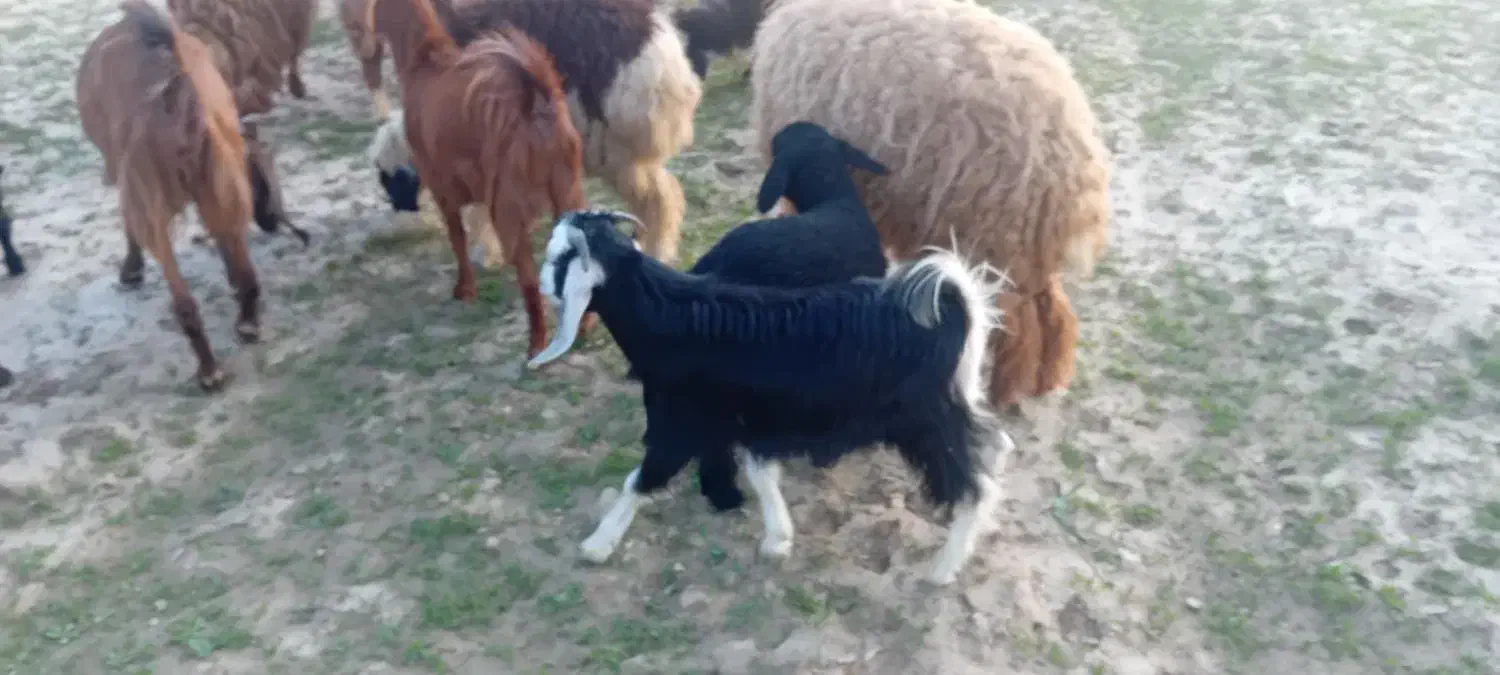 بز نر|حیوانات مزرعه|بندر ماهشهر, |دیوار