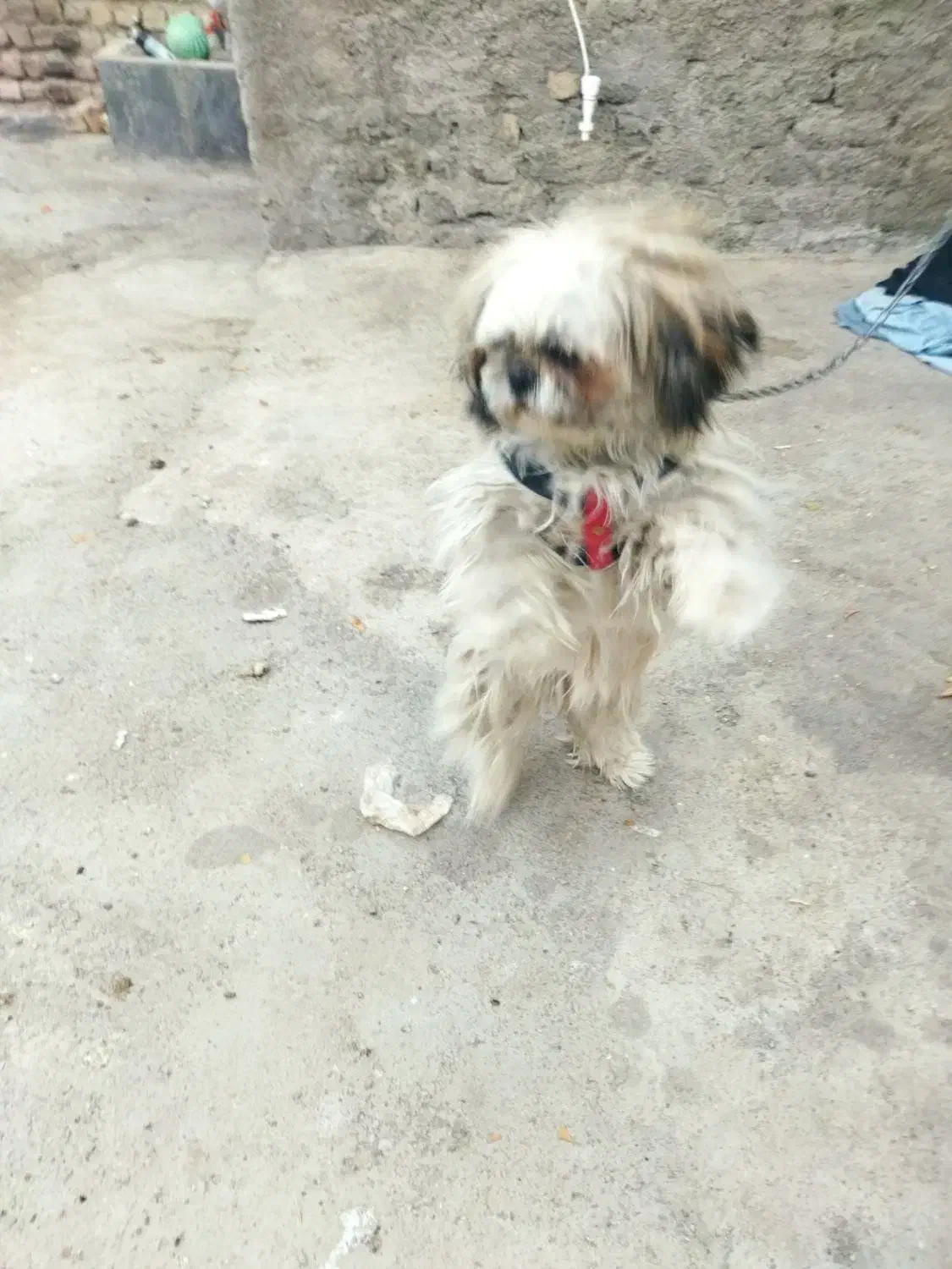 سگ خونگی نژاد شیتزوپیکینز ماده یکساله|سگ|نیشابور, شهرک رضوی|دیوار