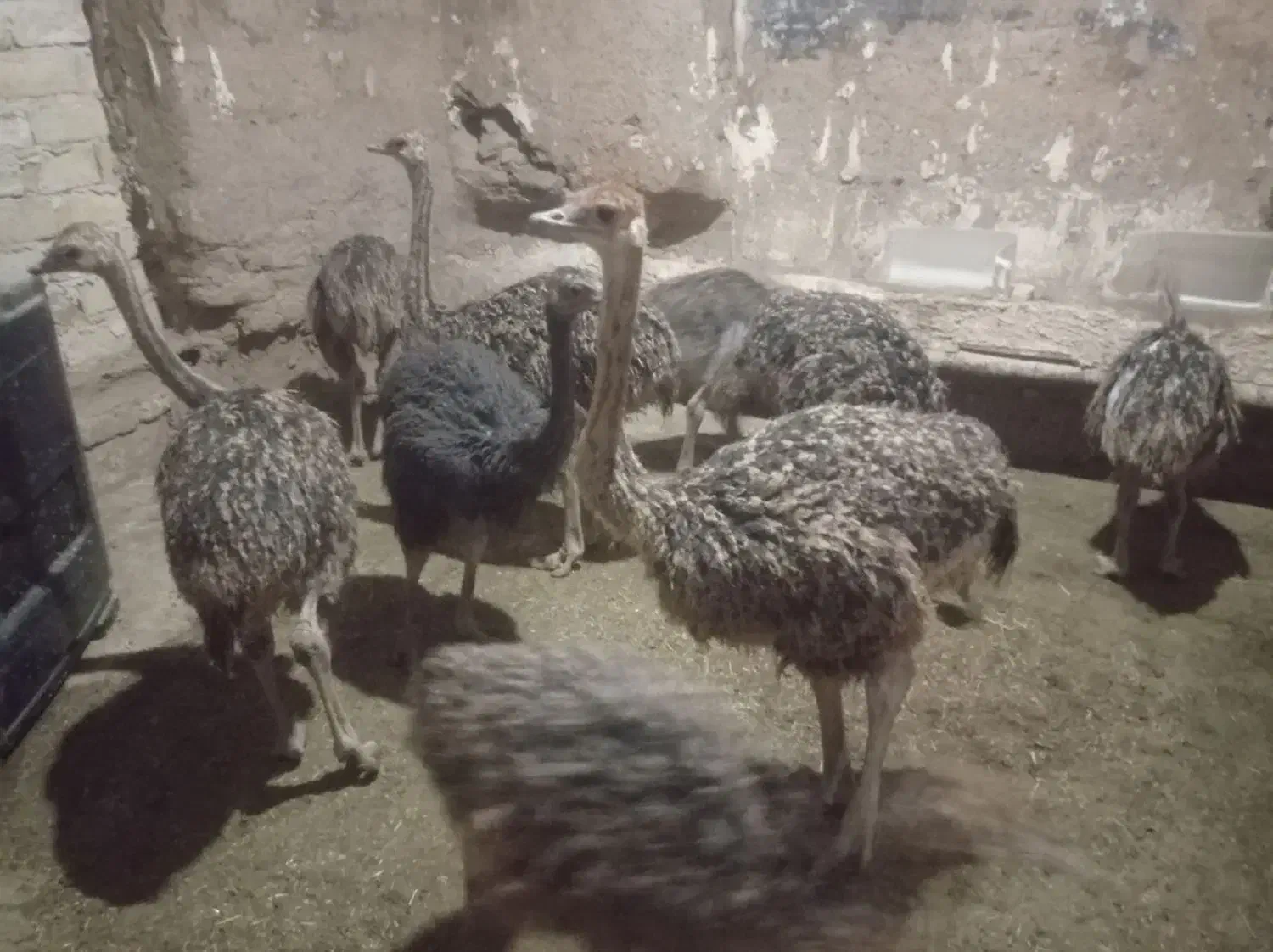 شتر مرغ|حیوانات مزرعه|اسفرورین, |دیوار