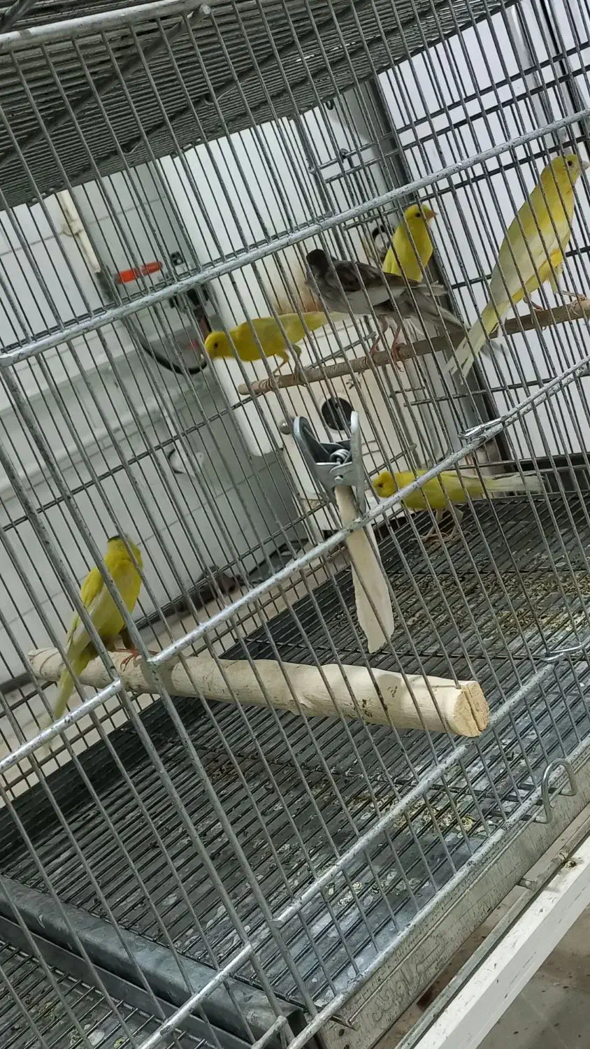 قناری نر و ماده|پرنده|اردکان, |دیوار