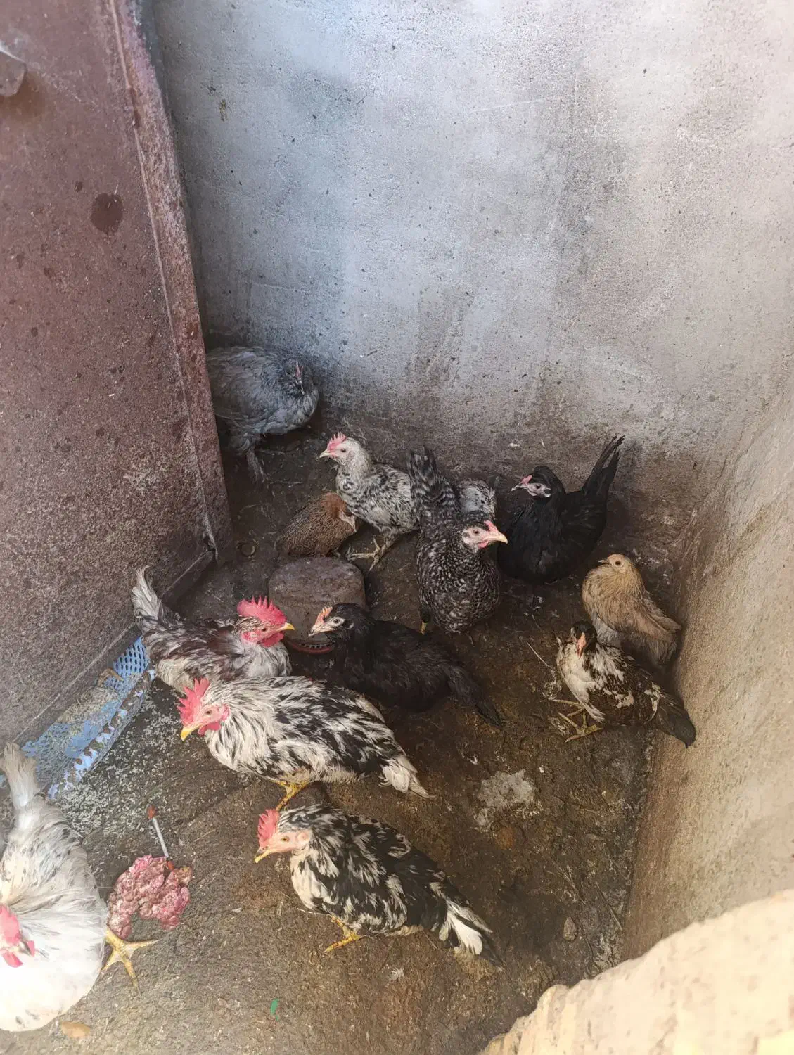 مرغ|حیوانات مزرعه|چوبر, |دیوار