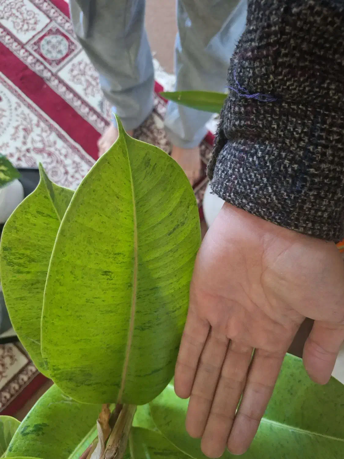 گلدان فیکوس ابروبادی|گل و گیاه طبیعی|شاهینشهر, نسیم ۵|دیوار