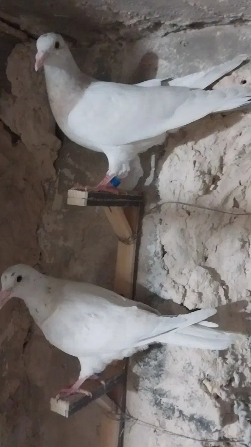 کفتر جوجه|پرنده|طرقبه, |دیوار