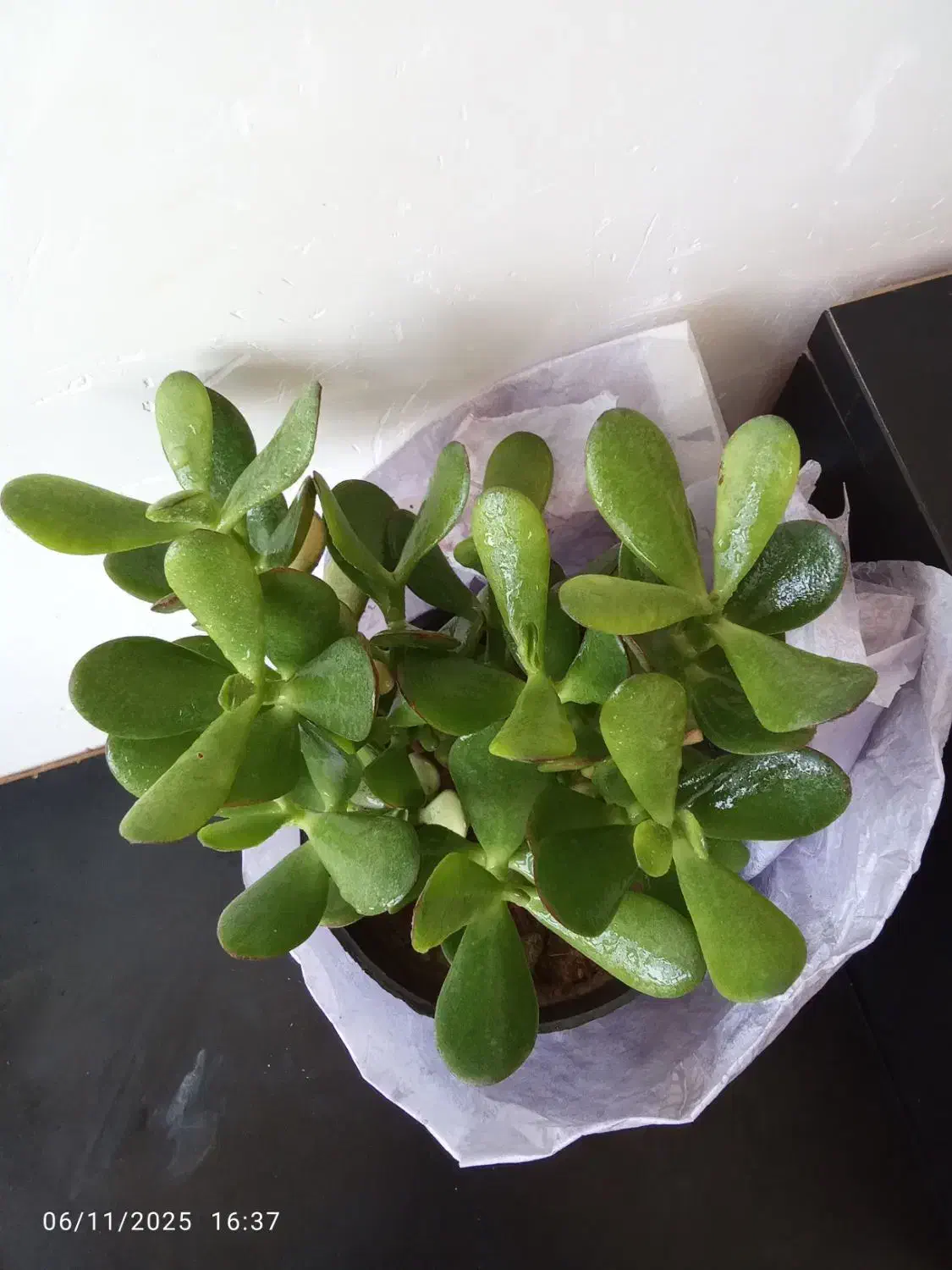 کاکتوس|گل و گیاه طبیعی|نورآباد, |دیوار