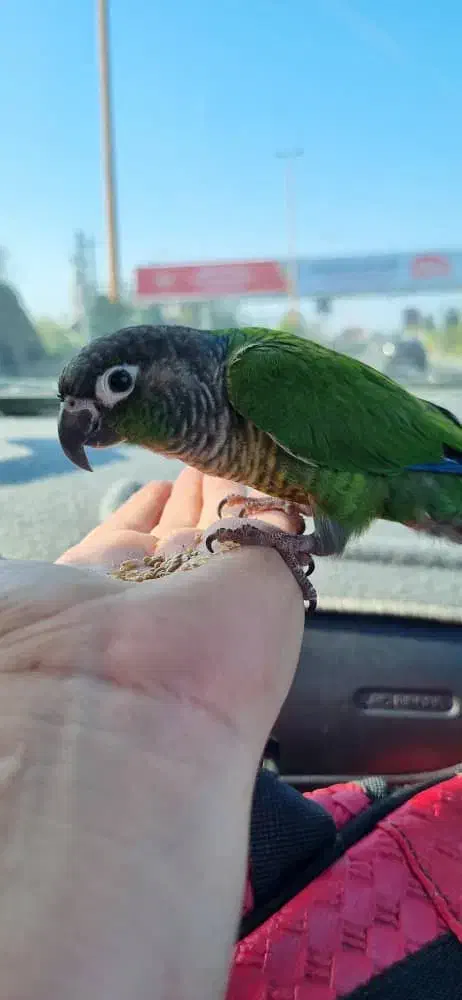 جوجه گرینجیک معاوضه|پرنده|باقرشهر, |دیوار