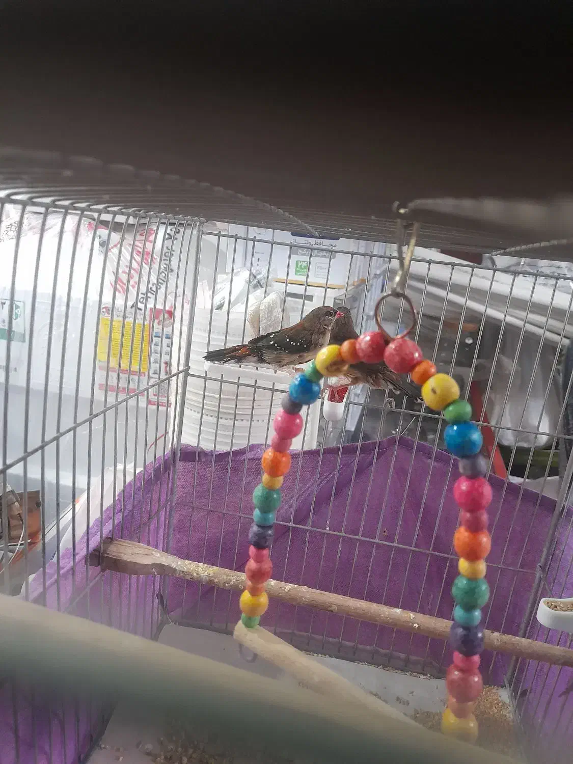 دو عدد فنچ توت فرنگی مولد|پرنده|کرج, برغان|دیوار