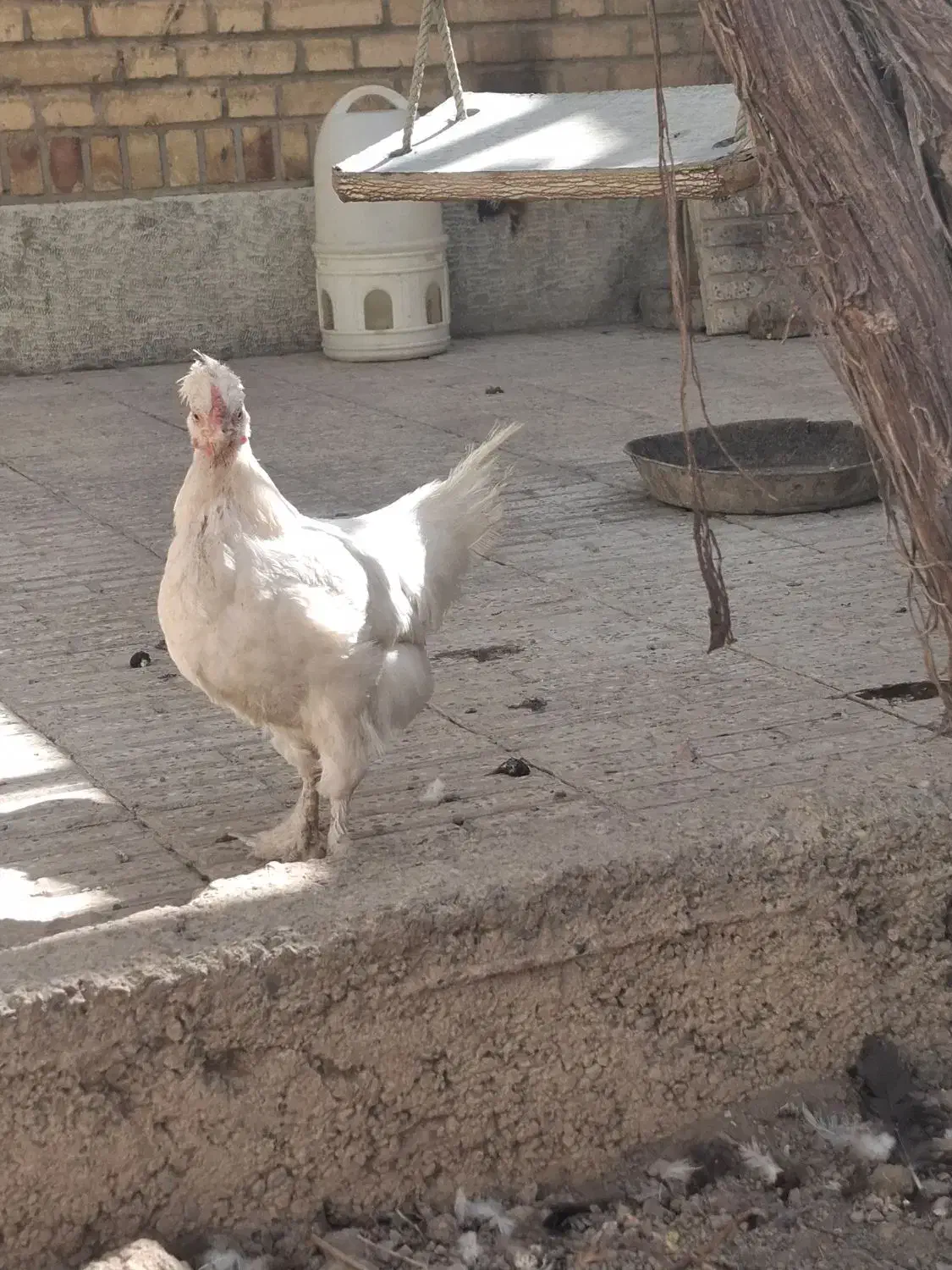 مرغ سیاه بومی وسفید بومی اصل تخمگذار|حیوانات مزرعه|خمینی‌شهر, |دیوار