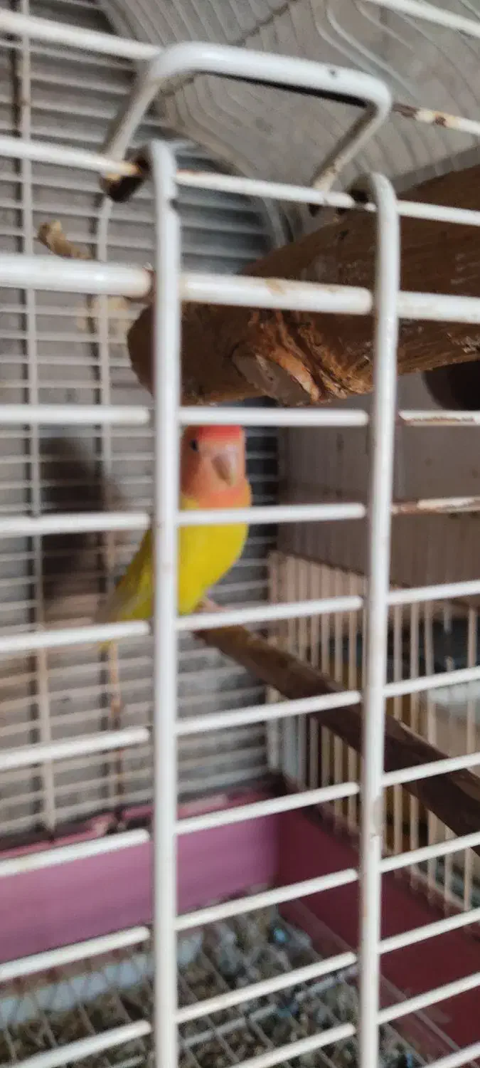 کوتوله برزیلی ماده مولد فنچ باجوجه مرغ عشق سرلاکی|پرنده|تبریز, |دیوار