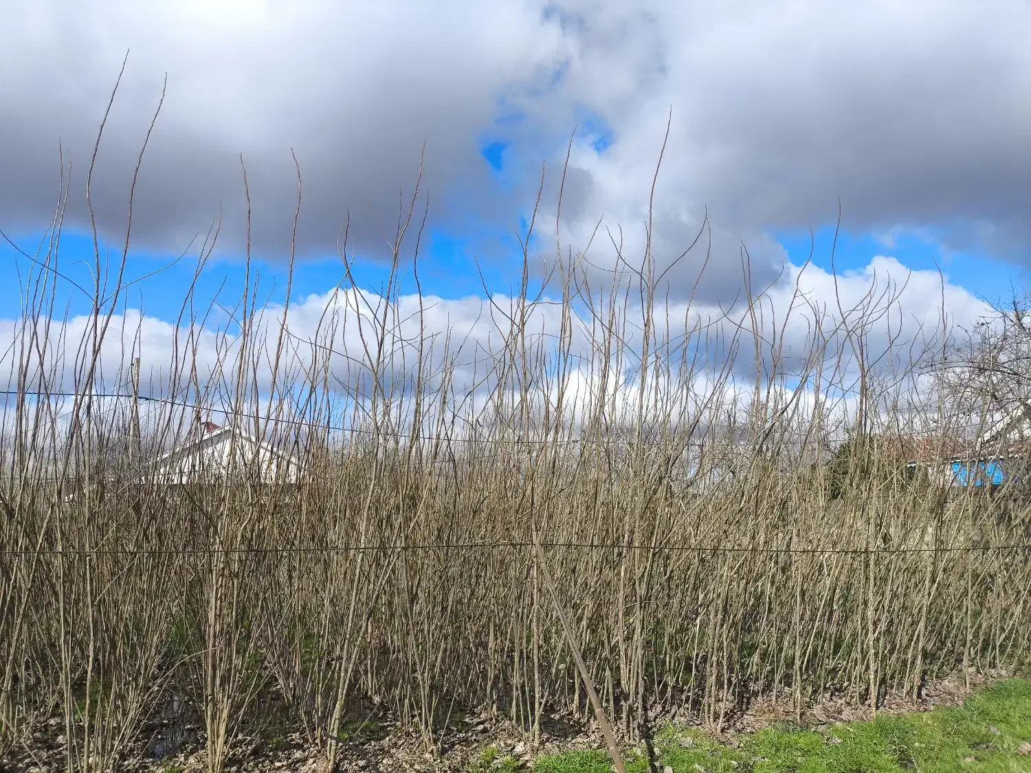 قلم صنوبر|گل و گیاه طبیعی|رشت, آب و برق|دیوار