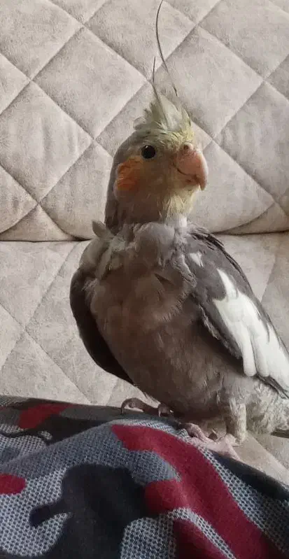 گمشده عروس هلندی|حیوانات|کرج, شهرک بنفشه|دیوار