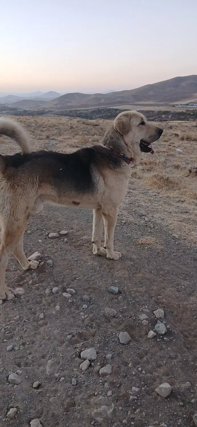 سگ پژدر|سگ|سنقر, |دیوار