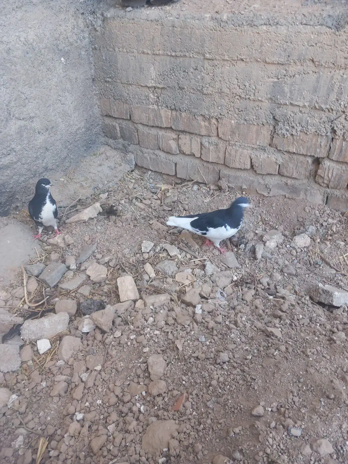 کیوتر|پرنده|مرودشت, فیروزی|دیوار