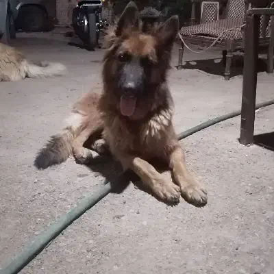 سگ ژرمن شپرد اصیل|سگ|یزد, |دیوار