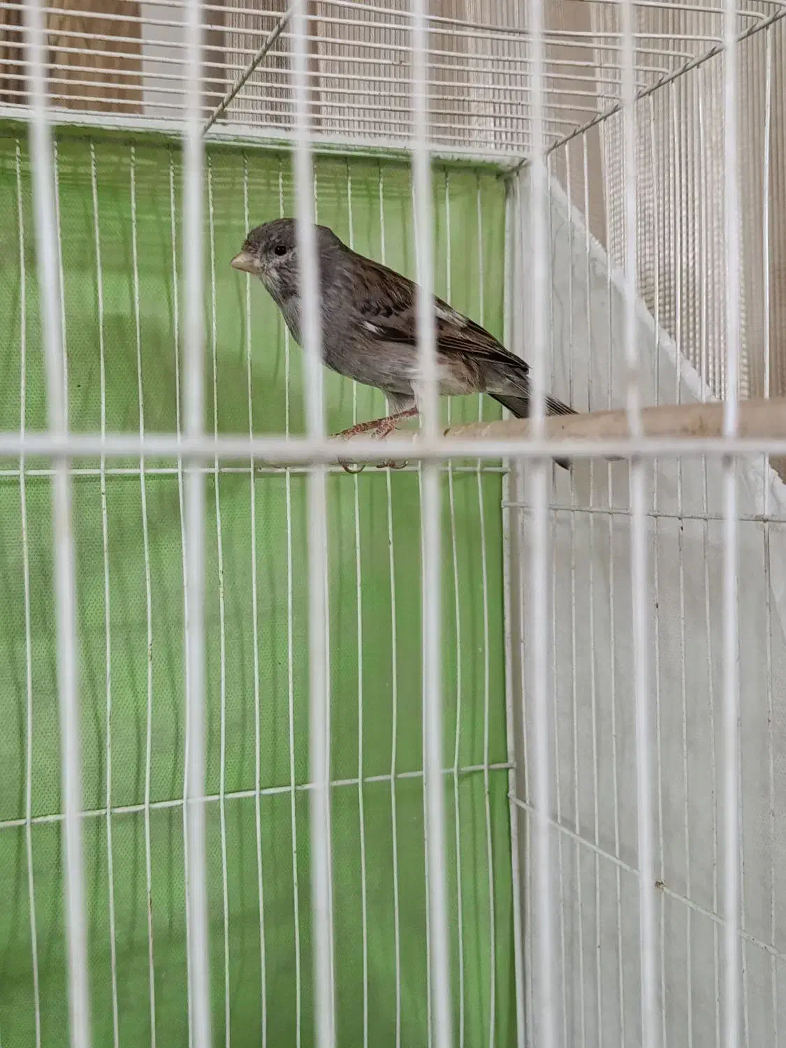 قناری نروماده بسیار آماده به شرط میدم|پرنده|مشهد, قائم|دیوار