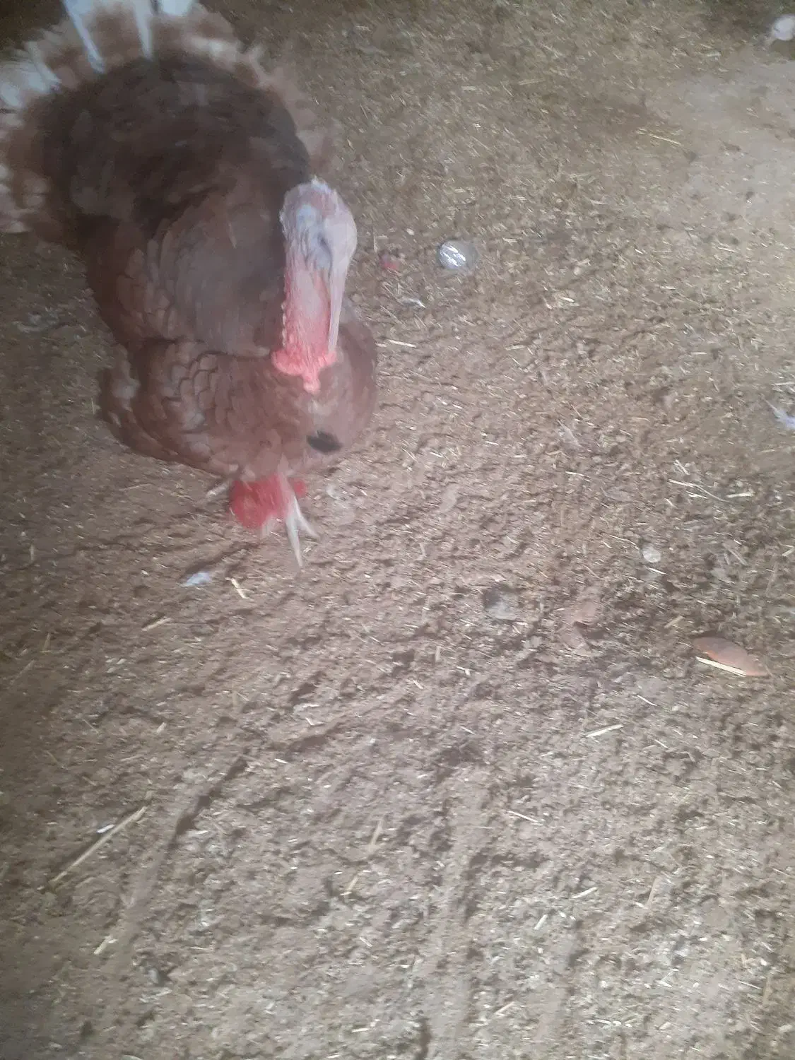 بوقلمون|حیوانات مزرعه|بندر ماهشهر, |دیوار