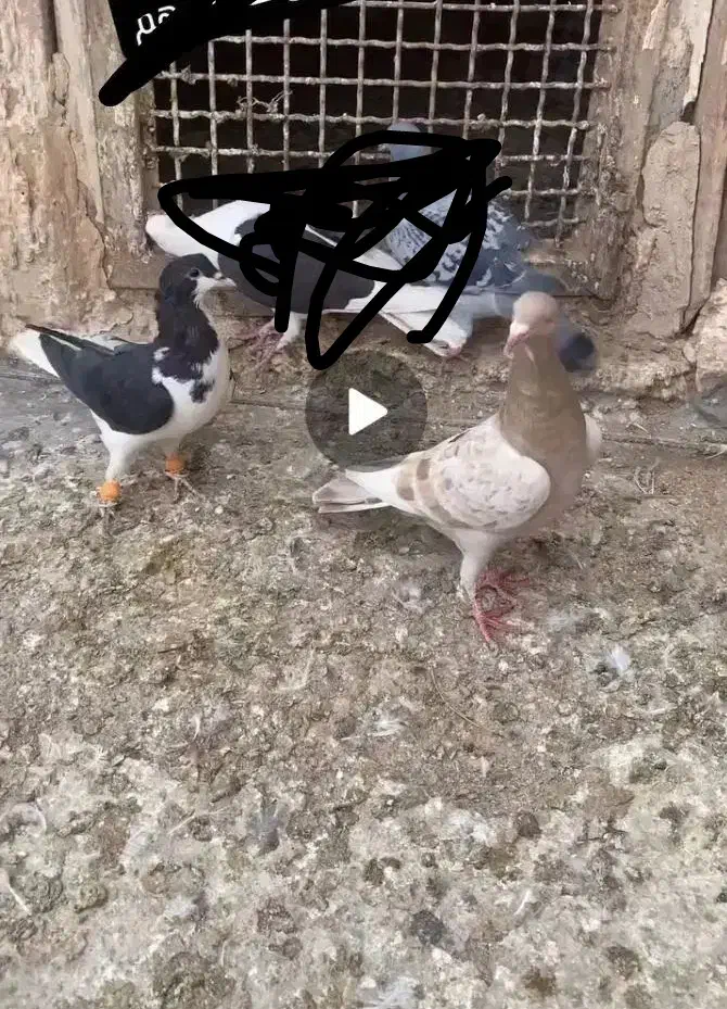 کبوتر پرنده شصتی پشدار پولکی|پرنده|دشتابی, |دیوار