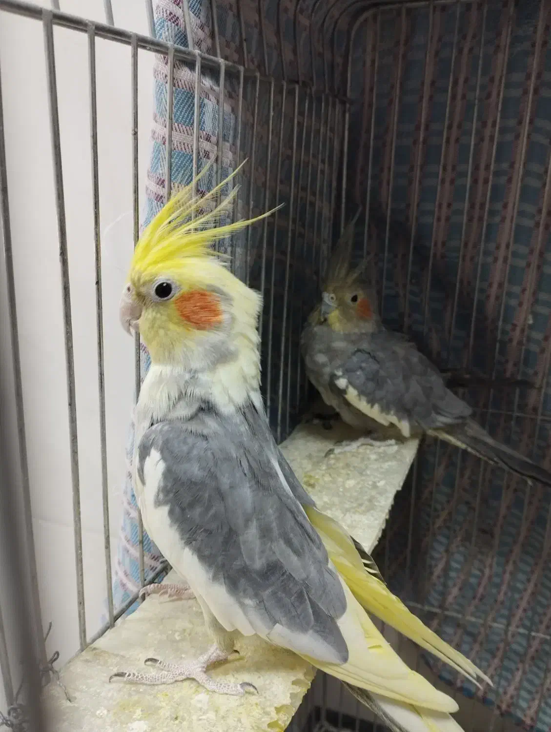 عروس هلندی نر و ماده|پرنده|قیدار, |دیوار