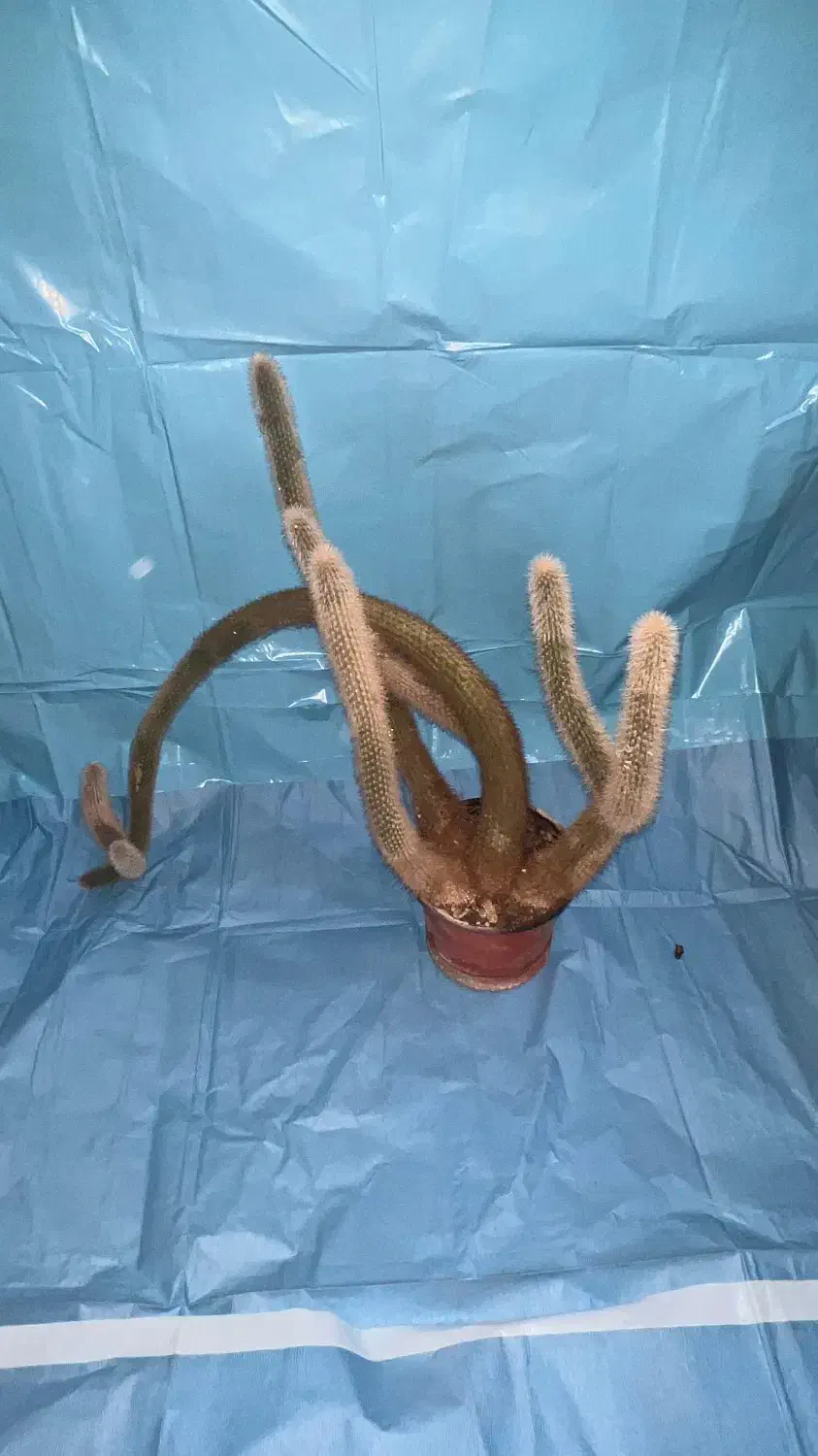 کاکتوس دم میمونی|گل و گیاه طبیعی|تهران, تهرانپارس غربی|دیوار