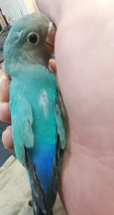 طوطی برزیلی|پرنده|تهران, بیسیم|دیوار