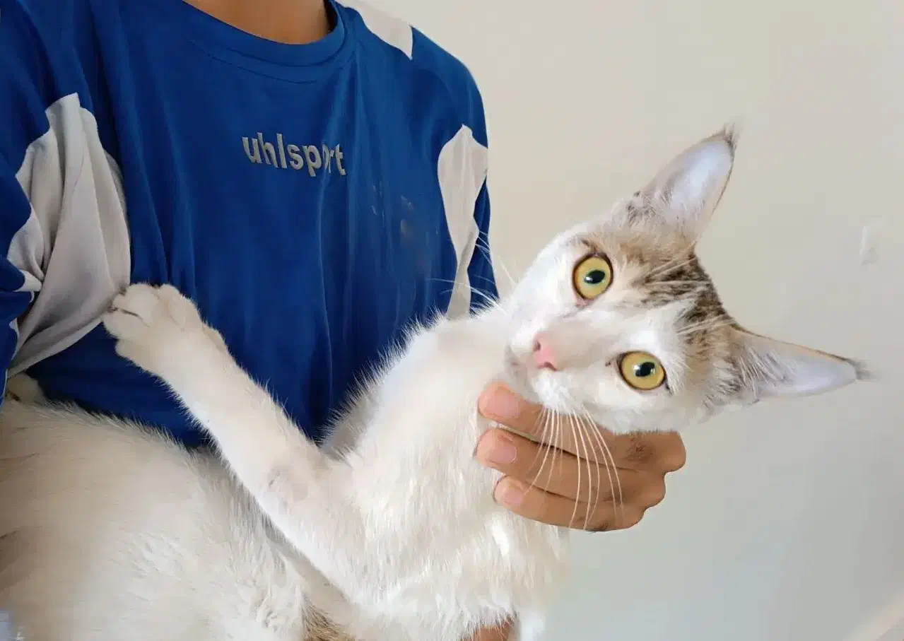 گربه ماده|گربه|بندرعباس, |دیوار