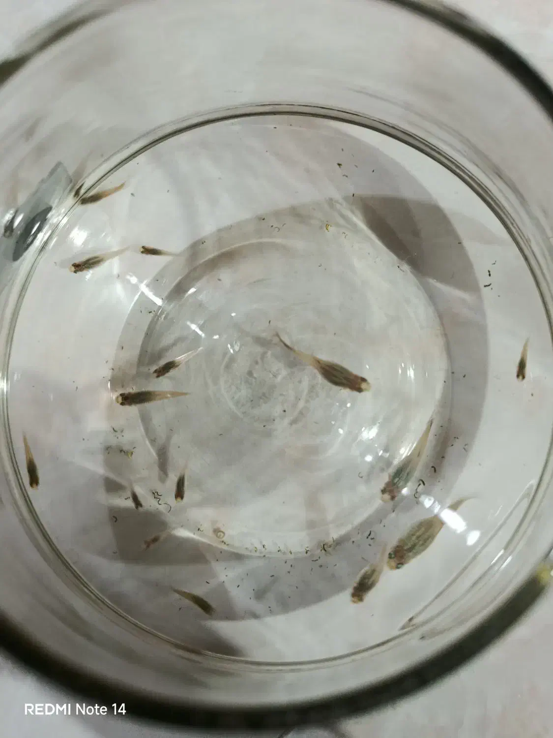 ماهی گوپی|ماهی|کرمان, |دیوار