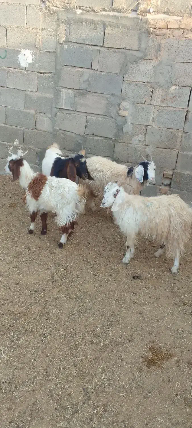 ۴راس بزغاله نر جمی گله گرد ودو بز بزغاله دار|حیوانات مزرعه|رضویه, |دیوار