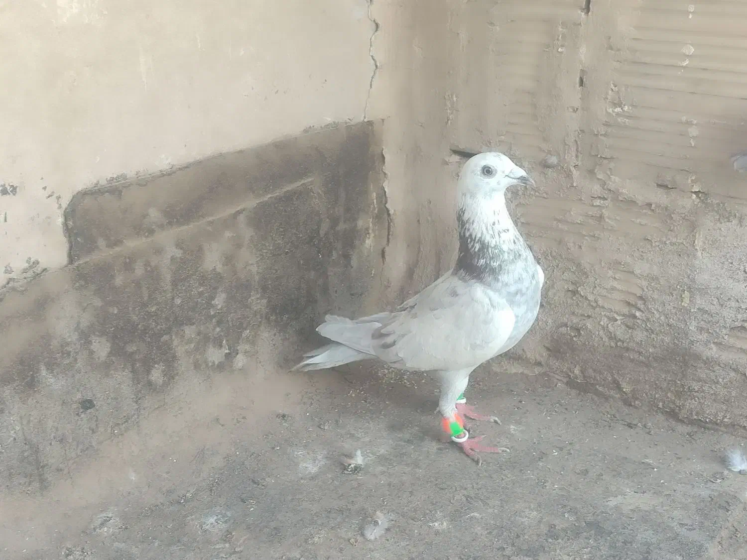 صید معاوضه|پرنده|مشهد, کارمندان دوم|دیوار