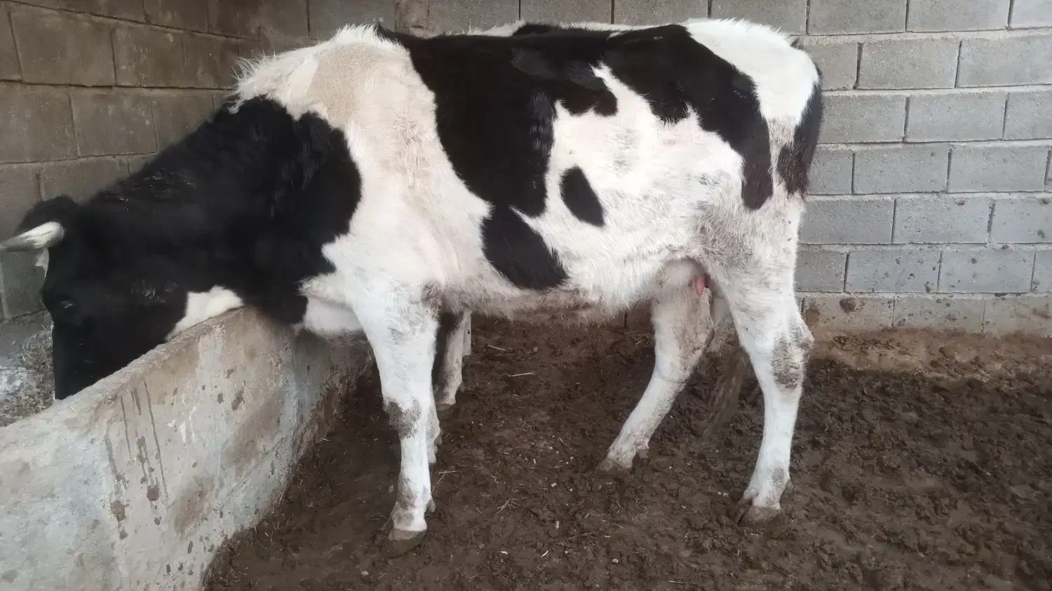 نوبر|حیوانات مزرعه|کوار, |دیوار