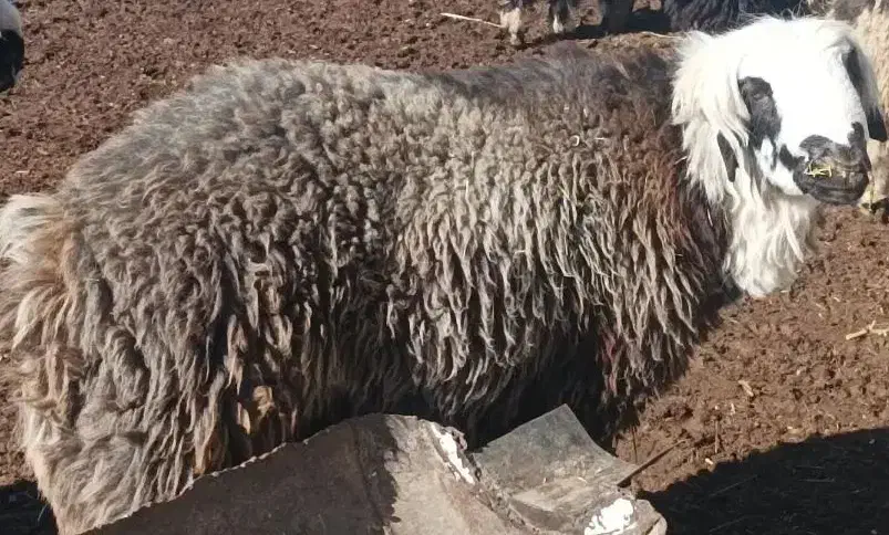 یک راس بره قوچ|حیوانات مزرعه|فرخ‌شهر, |دیوار