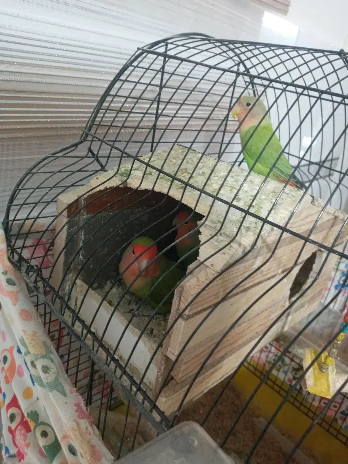 یک جفت طوطی برزیلی مولد  با ۵تا جوجه|پرنده|پاکدشت, پاکدشت (مامازند)|دیوار