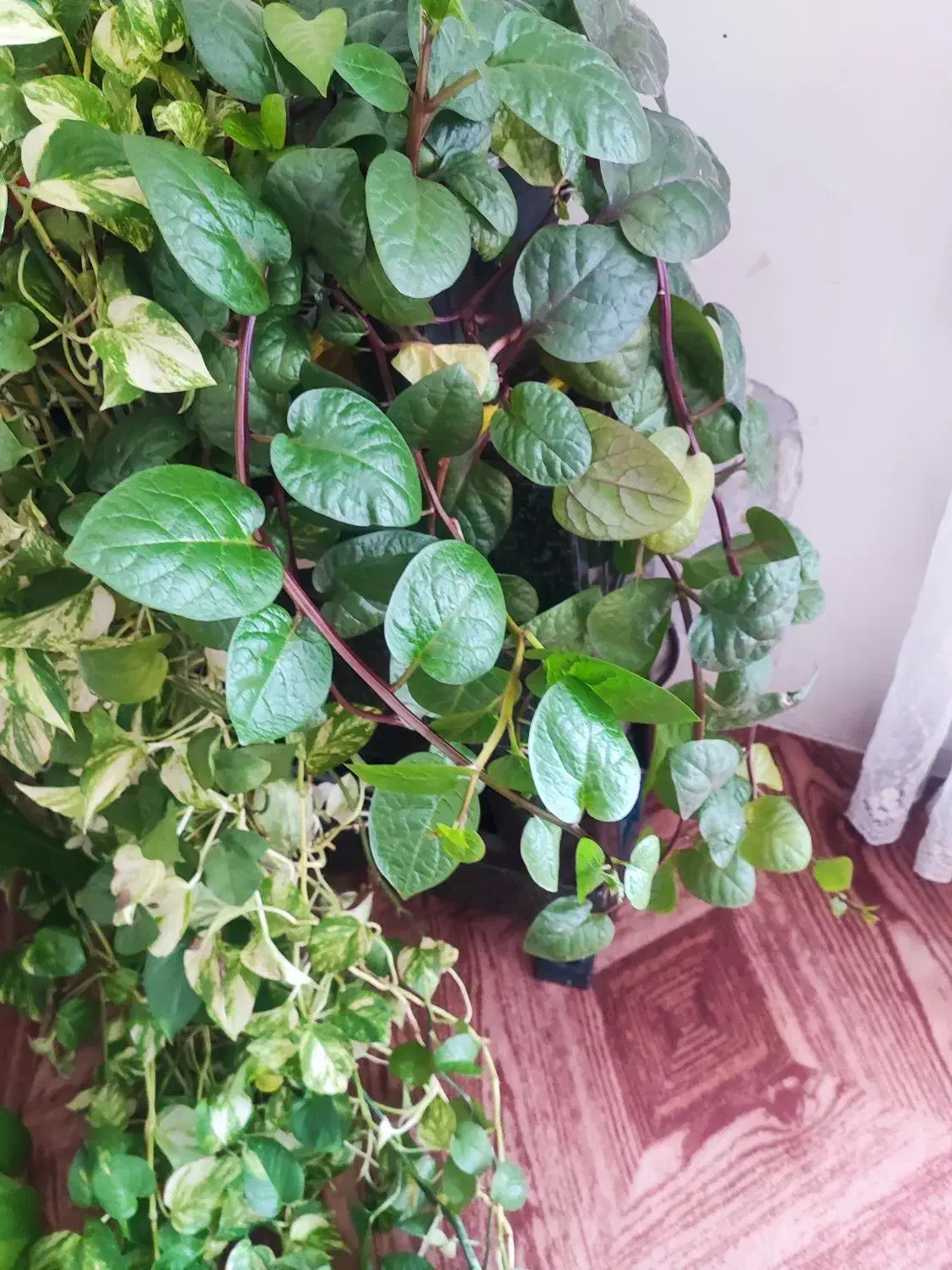 انواع گل|گل و گیاه طبیعی|فولادشهر, B2|دیوار