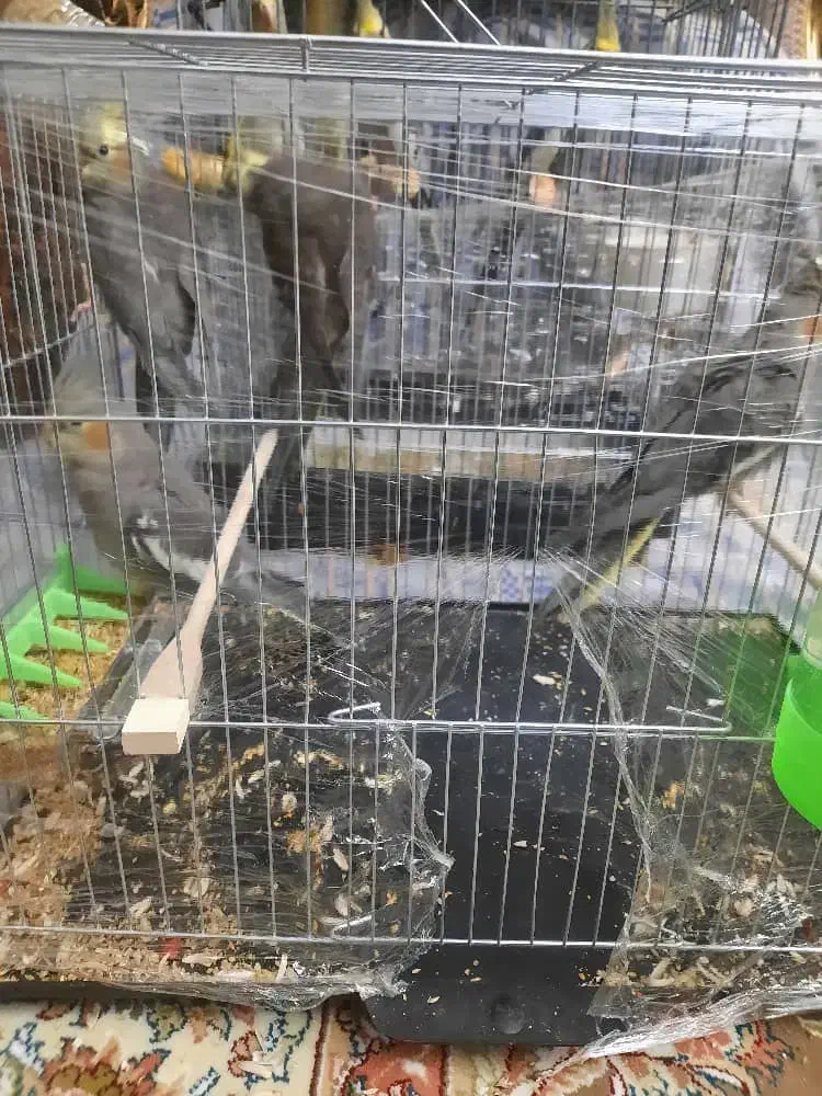 ۴تا جوجه عروس هلندی|پرنده|تهران, تهرانسر شمالی|دیوار