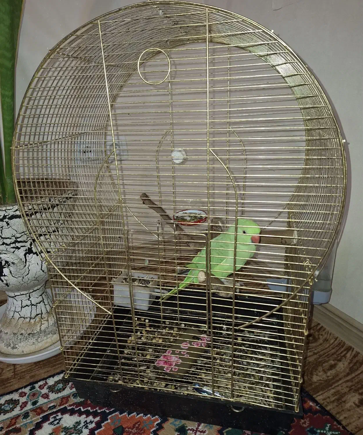 طوطی ملنگوی چست و چابک|پرنده|چمران, |دیوار