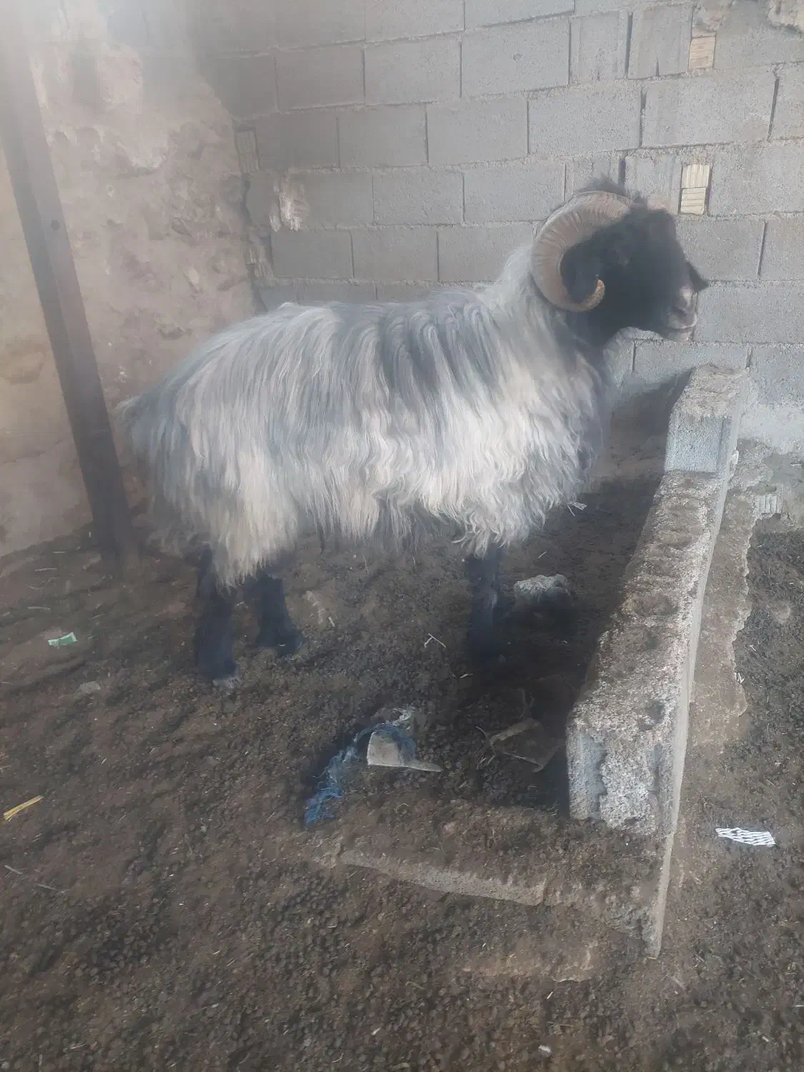 فروش قوچ ملهه  سفید پشم|حیوانات مزرعه|استهبان, |دیوار